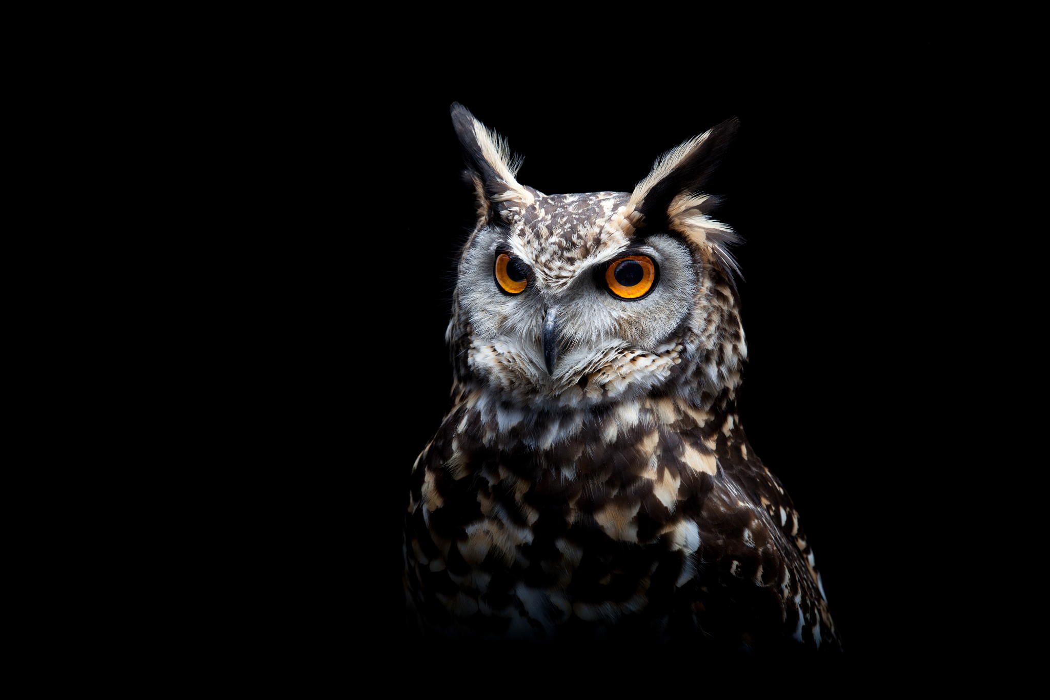 Dark Owl Wallpaper Free Dark Owl Background