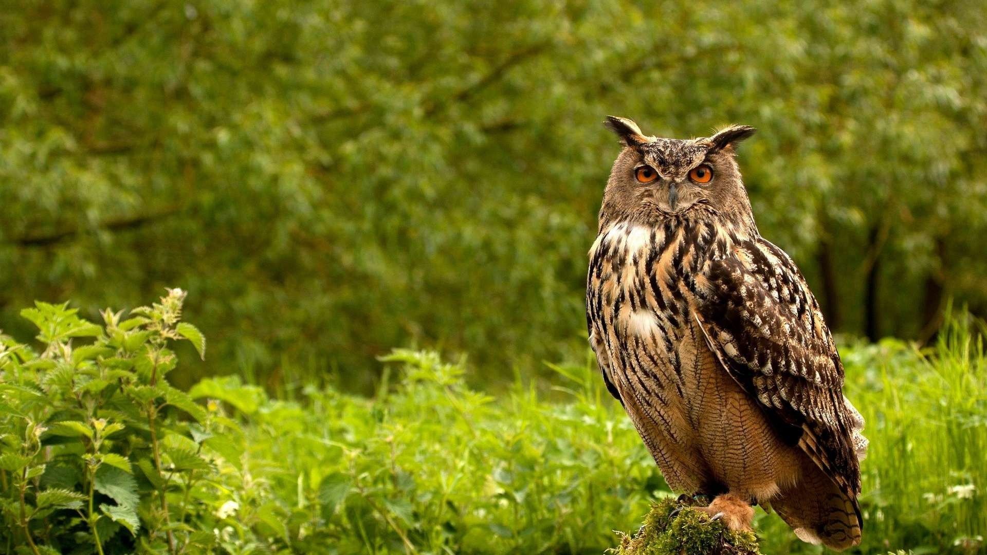 Download Wallpaper 1920x1080 owl, birds, grass, herbs, predator