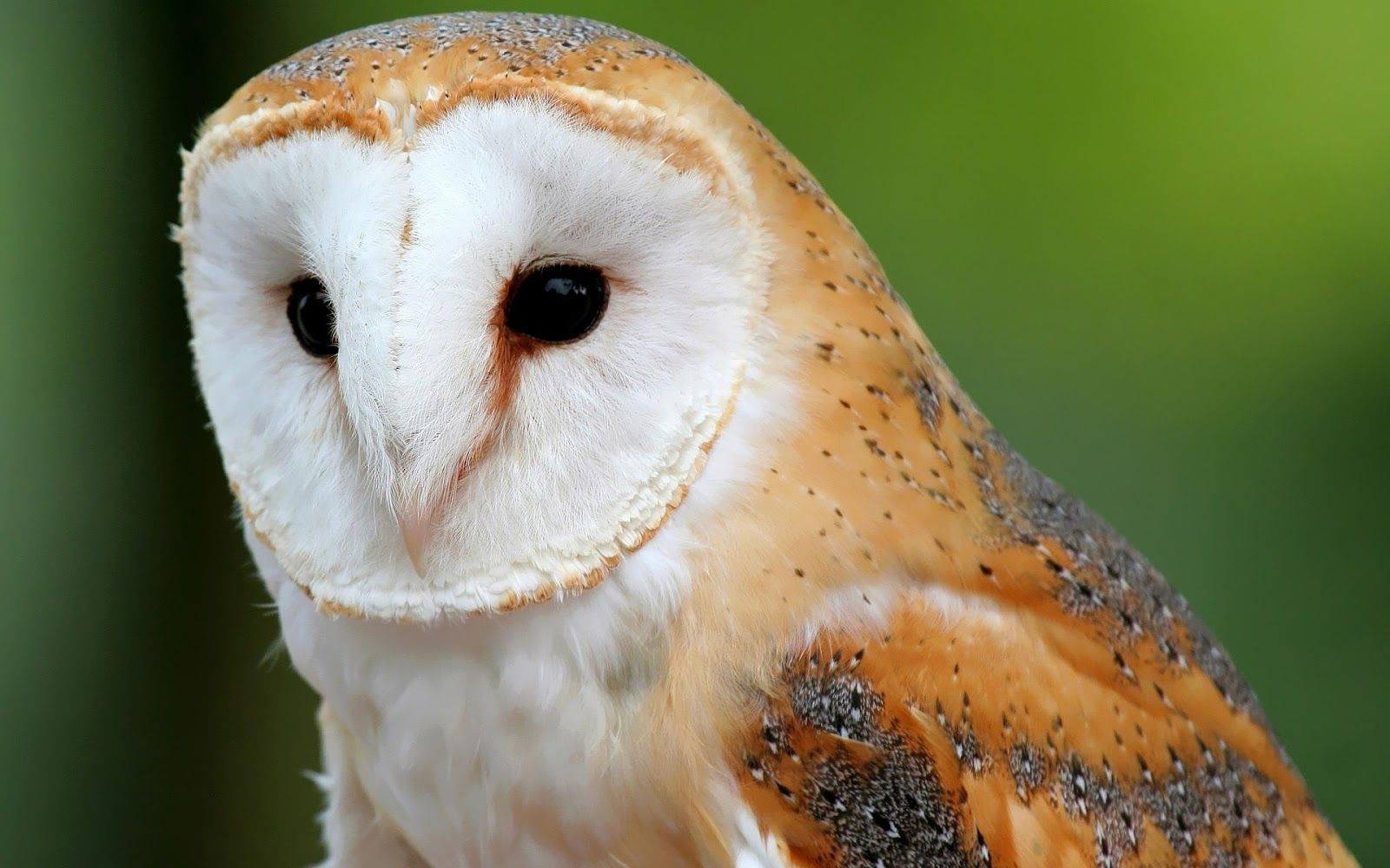 Bird wallpaper with a beautiful owl. HD Animals Wallpaper