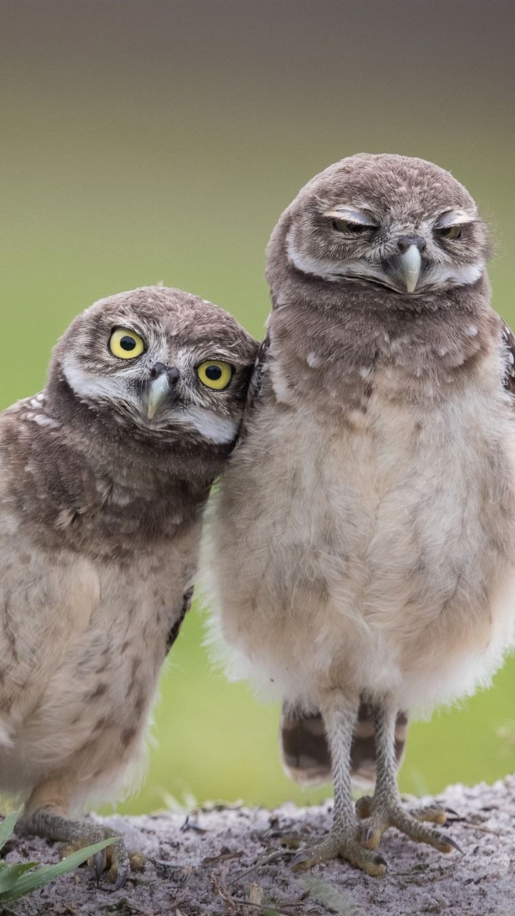 Wallpaper Two owls, birds 2560x1600 HD Picture, Image