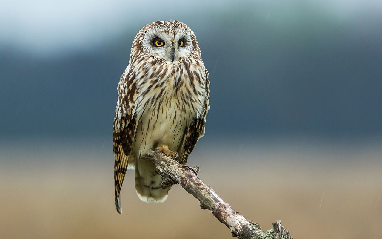 Wallpaper Owls bird animal