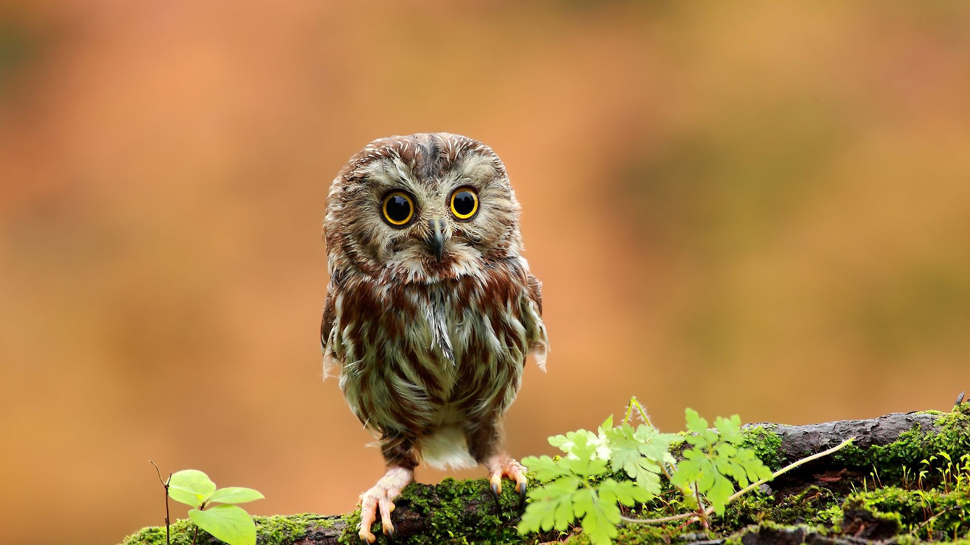 Download Wallpaper 1920x1080 owl, bird, small, wood, moss, grass