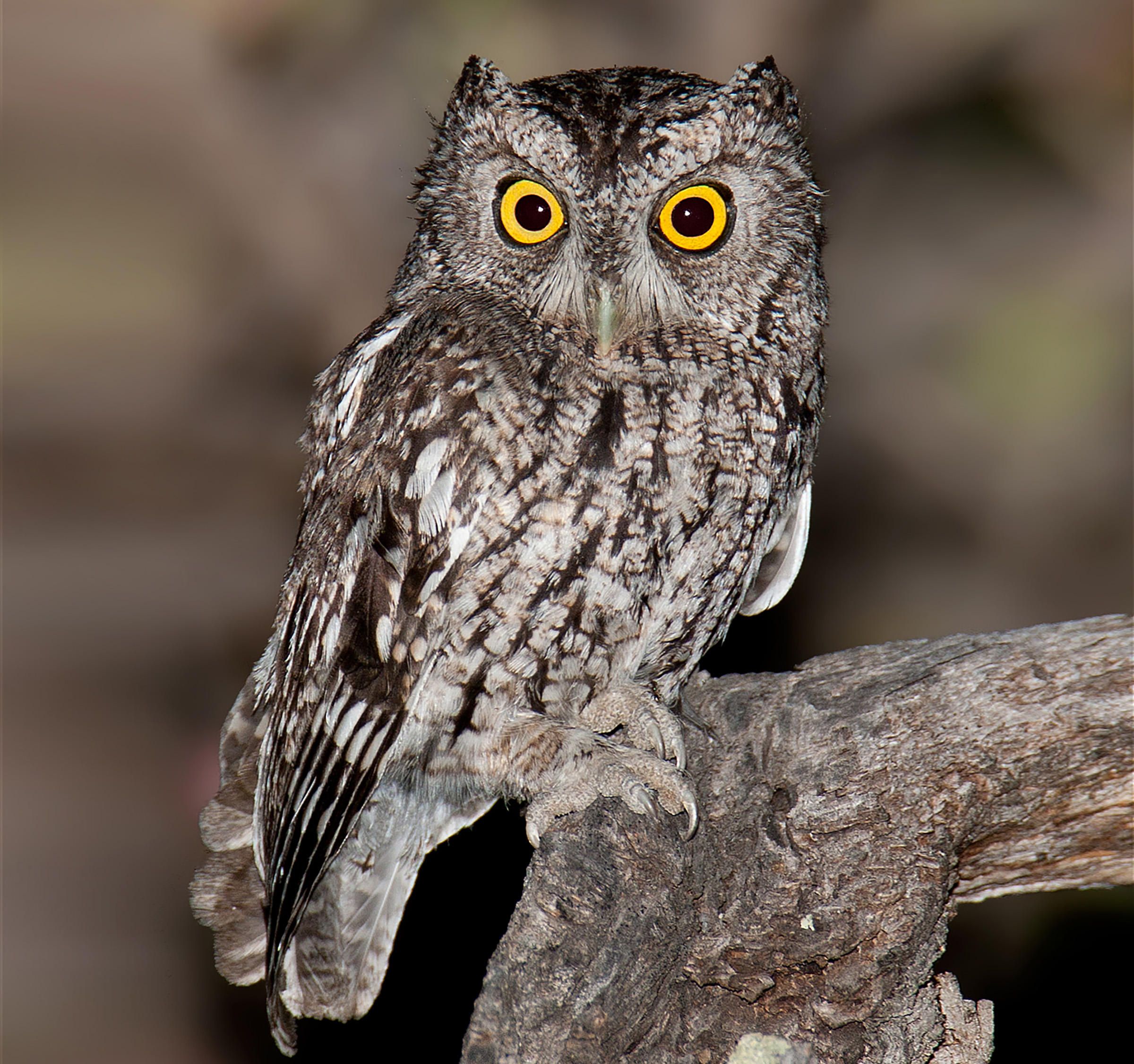 Owl wallpaper, Animal, HQ Owl pictureK Wallpaper 2019