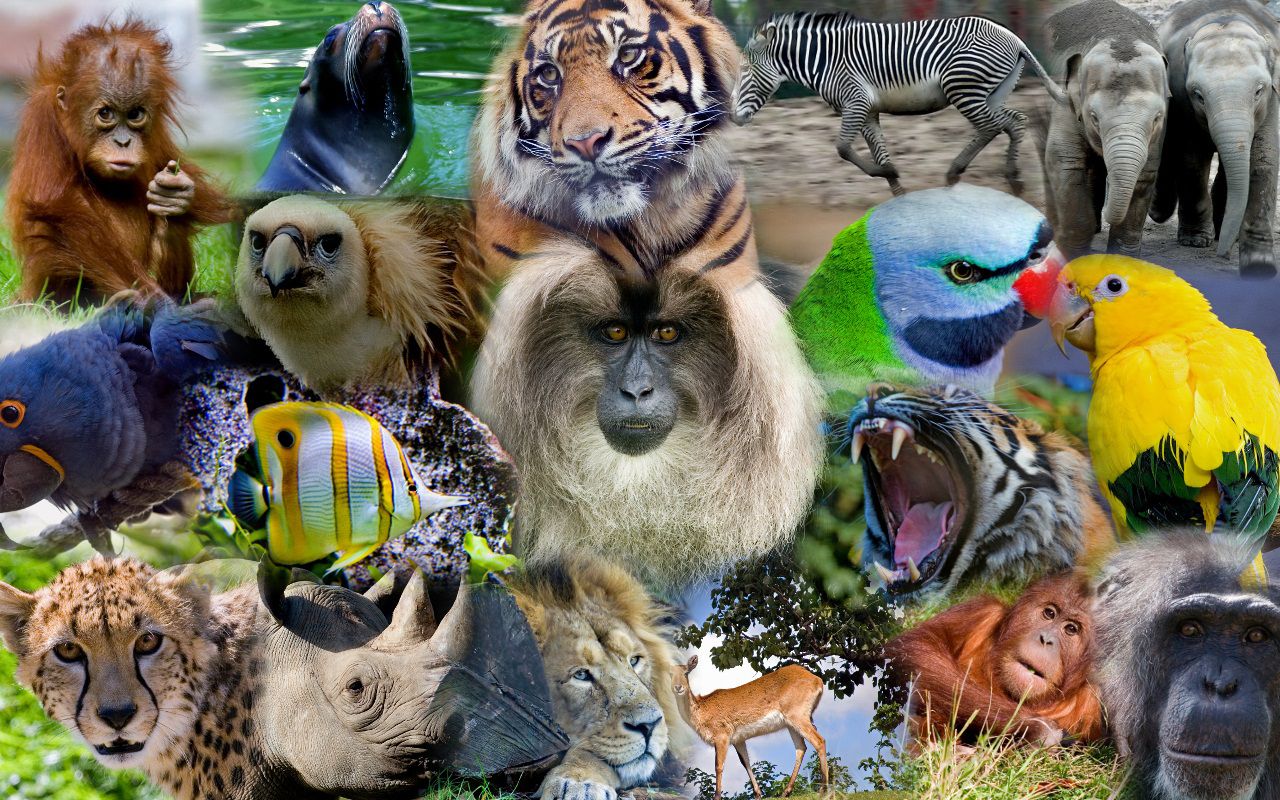 Animal Collage Wallpapers - Wallpaper Cave