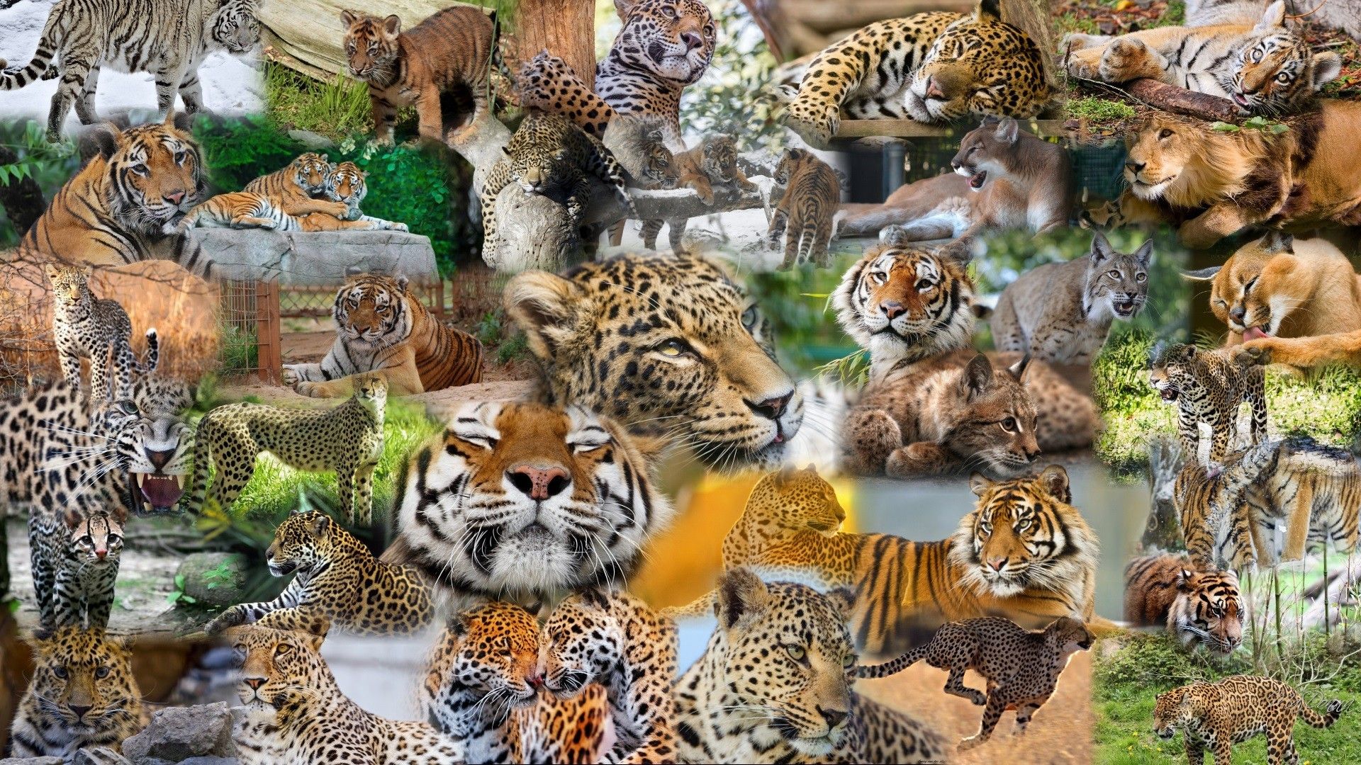 Cute, Wildlife, Zoo, Pet Photo, High Resolution, Desktop Image