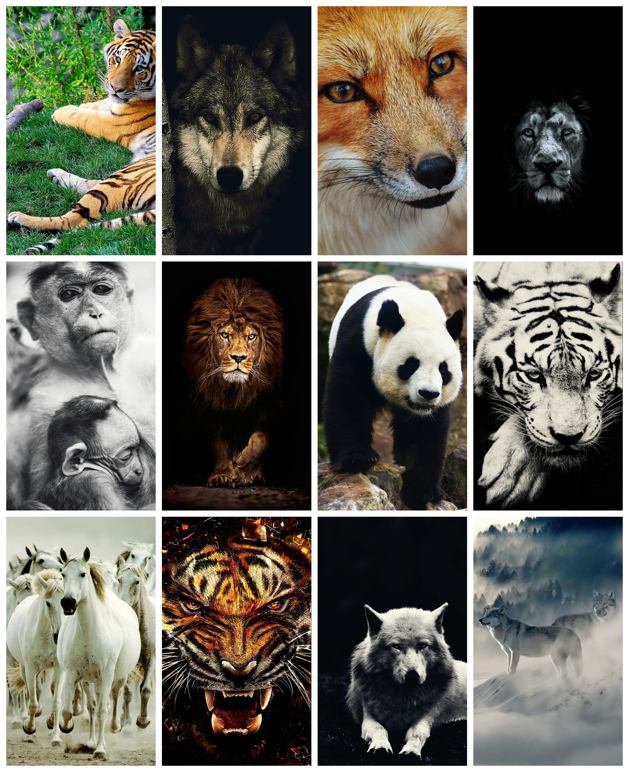 Wild Animals HD Wallpaper