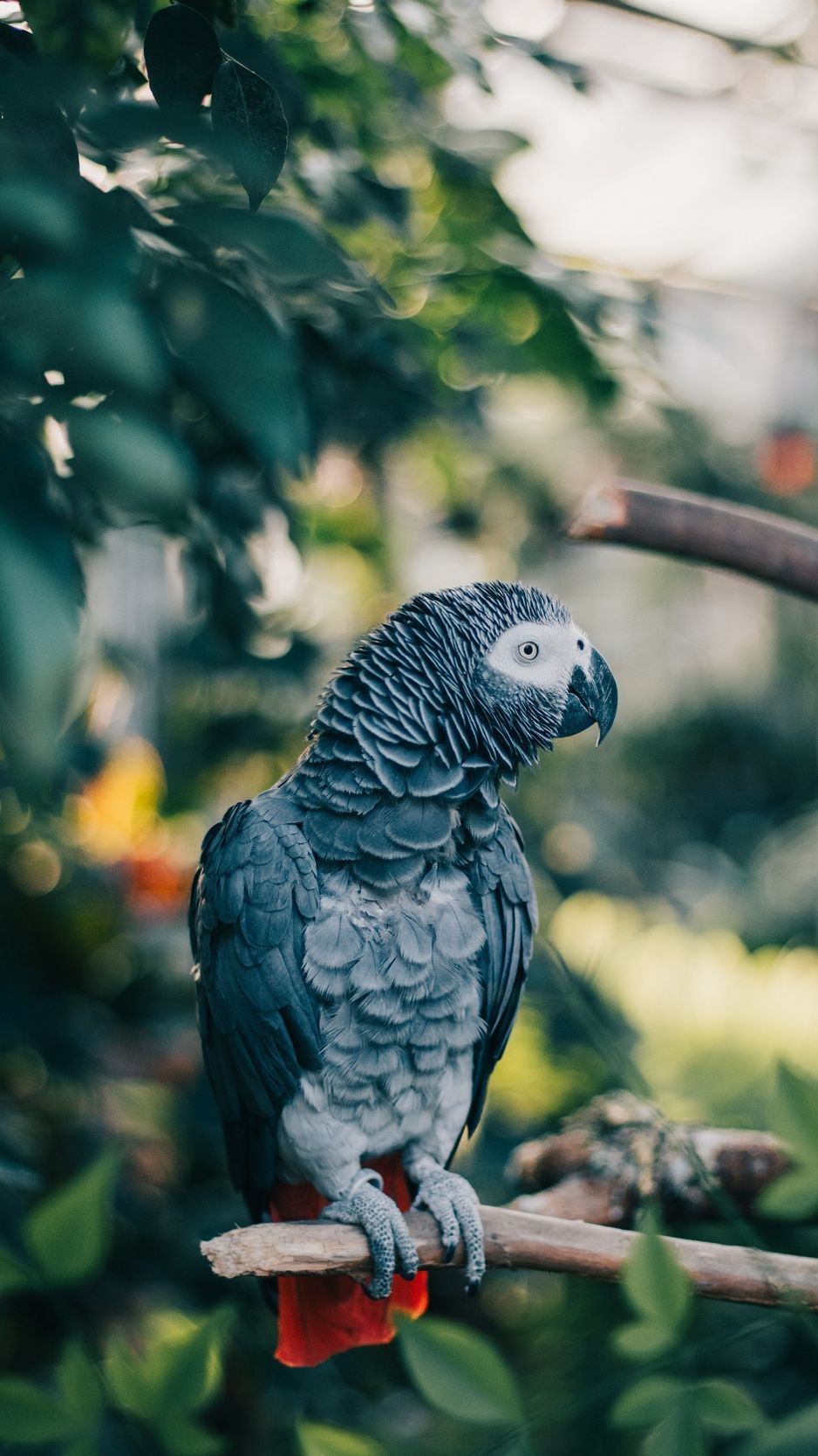 Congo African Grey Parrot Portrait Isolated Stock Photo  Download Image  Now  African Grey Parrot Parrot Gray Color  iStock