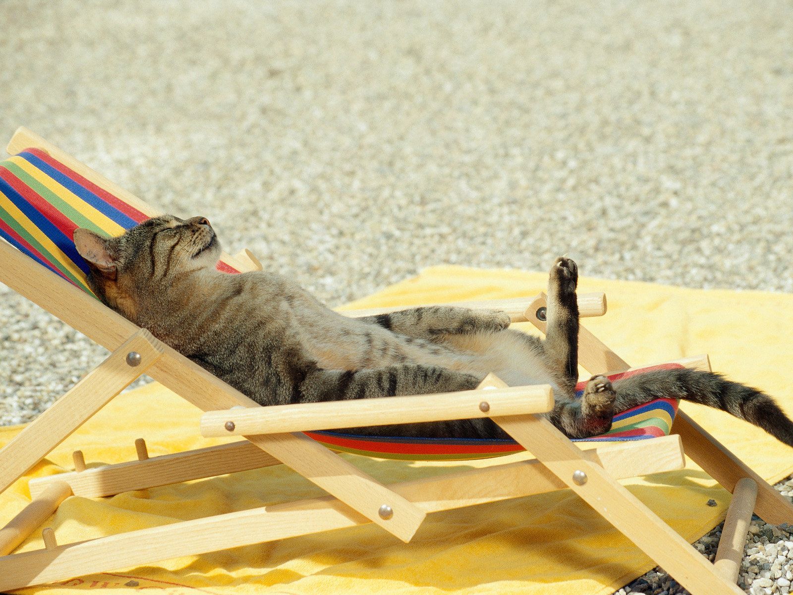 Image Detail For Summer Cat Nap Pics Desktop Wallpaper Photo