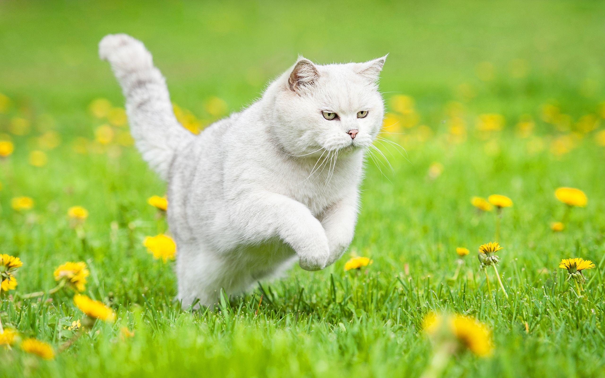 Download wallpaper British Shorthair, domestic cat, running cat, pets, cats, lawn, gray cat, cute animals, summer, British Shorthair Cat for desktop with resolution 2560x1600. High Quality HD picture wallpaper