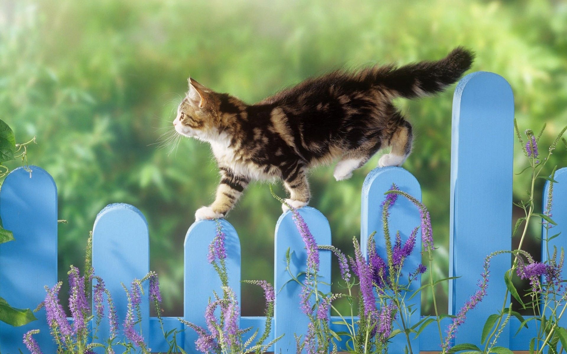 Kitten Walking On A Fence