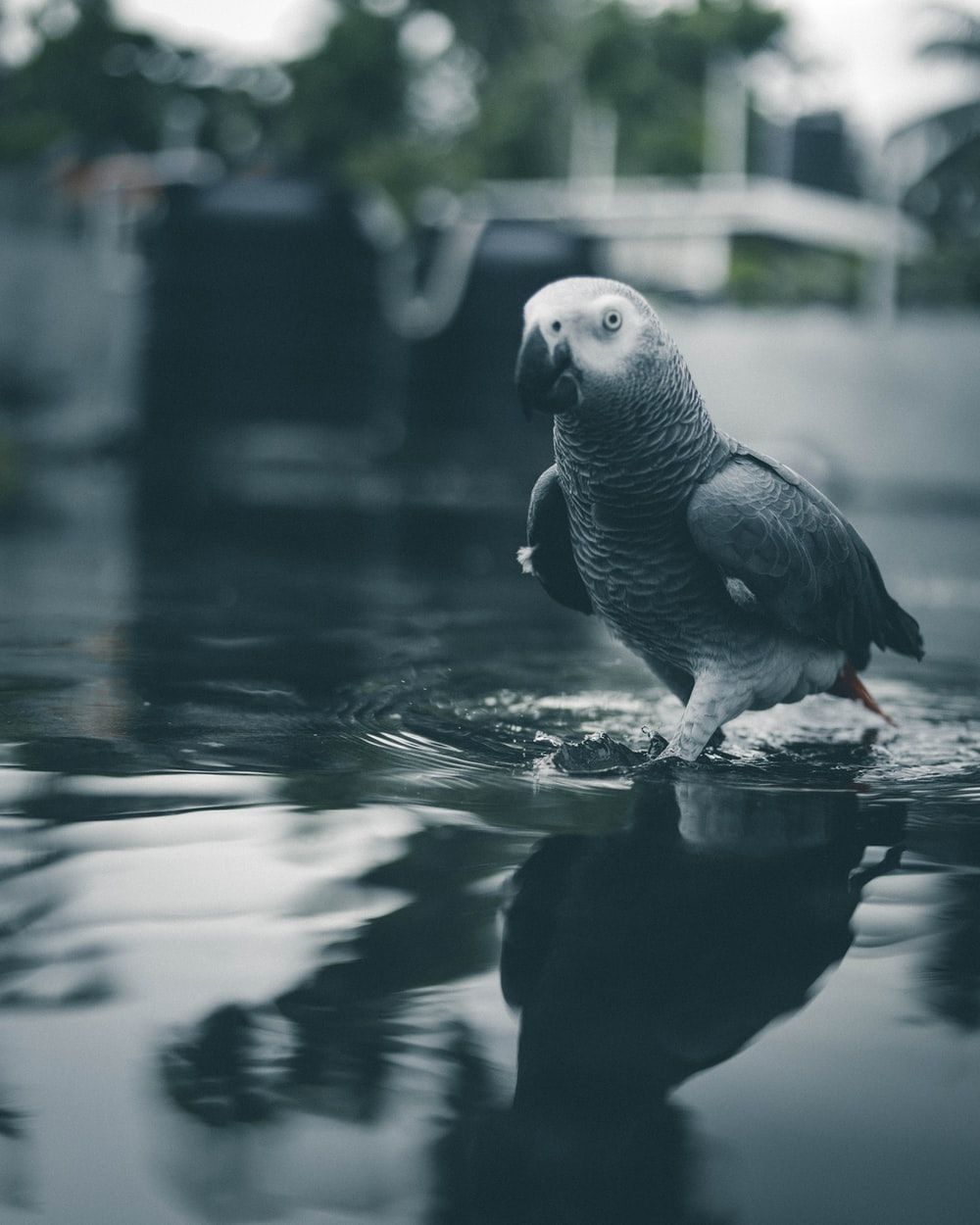 African Grey Parrot Wallpapers - Wallpaper Cave
