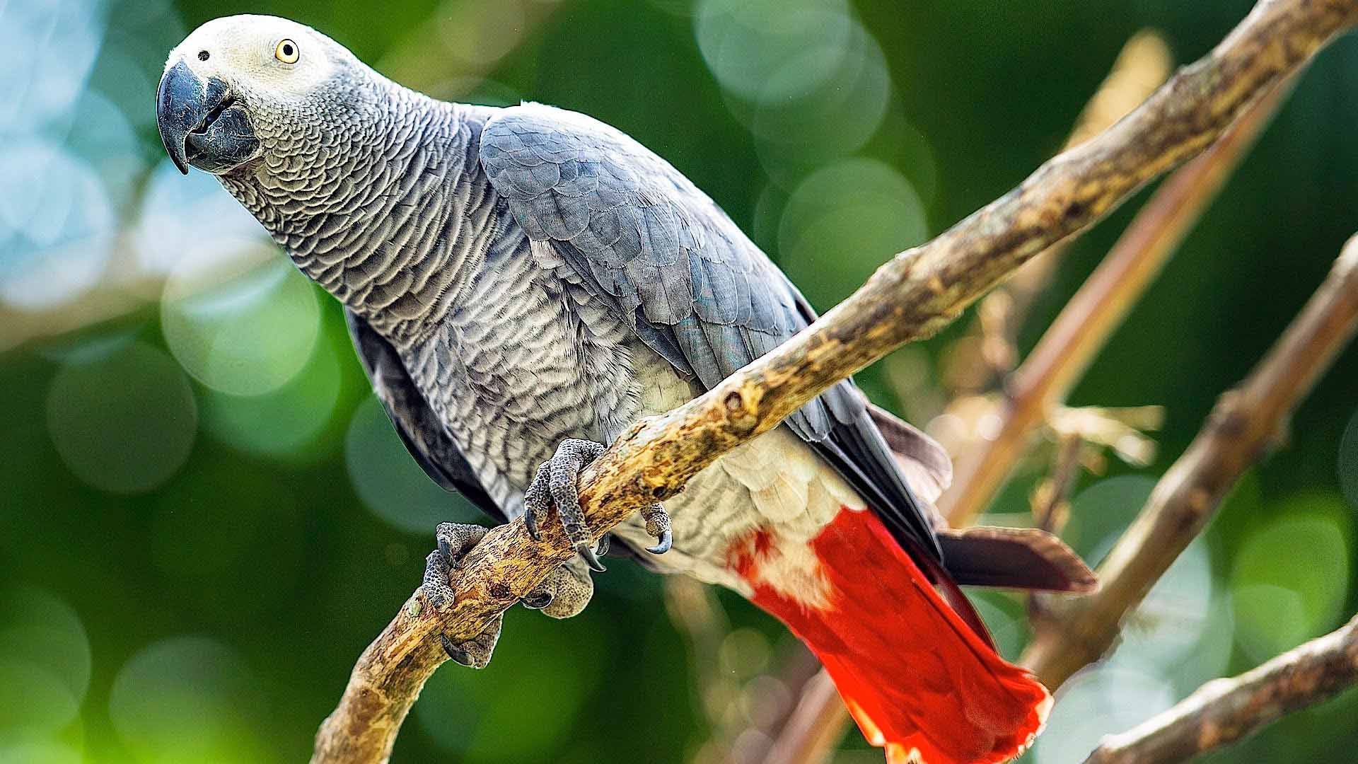 African Grey Parrot HD Wallpaper