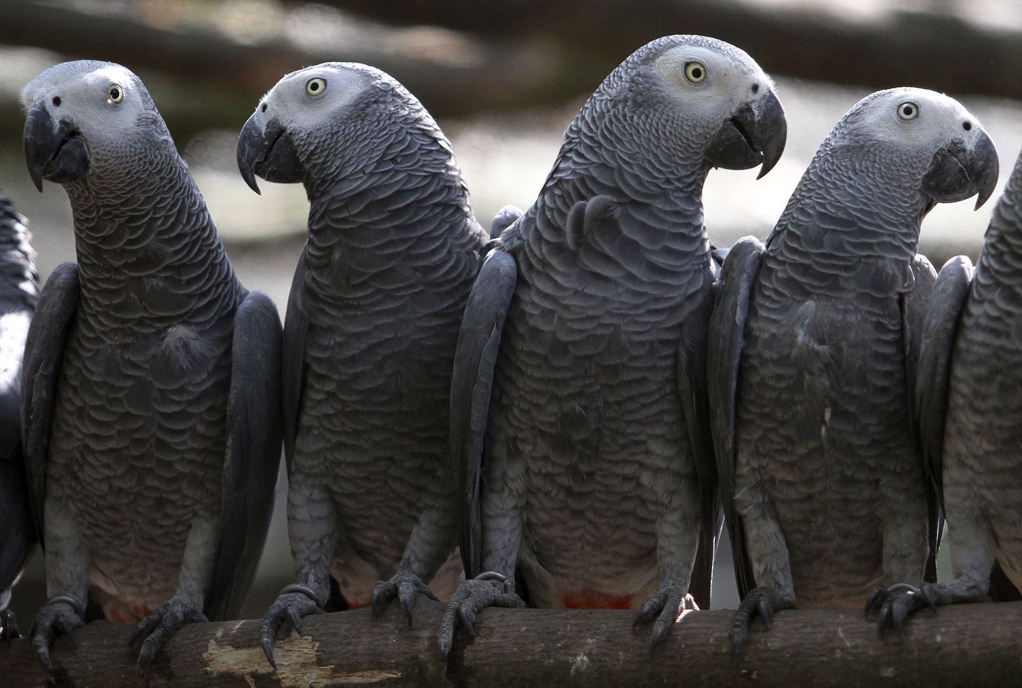 African Grey Parrot Wallpapers Wallpaper Cave