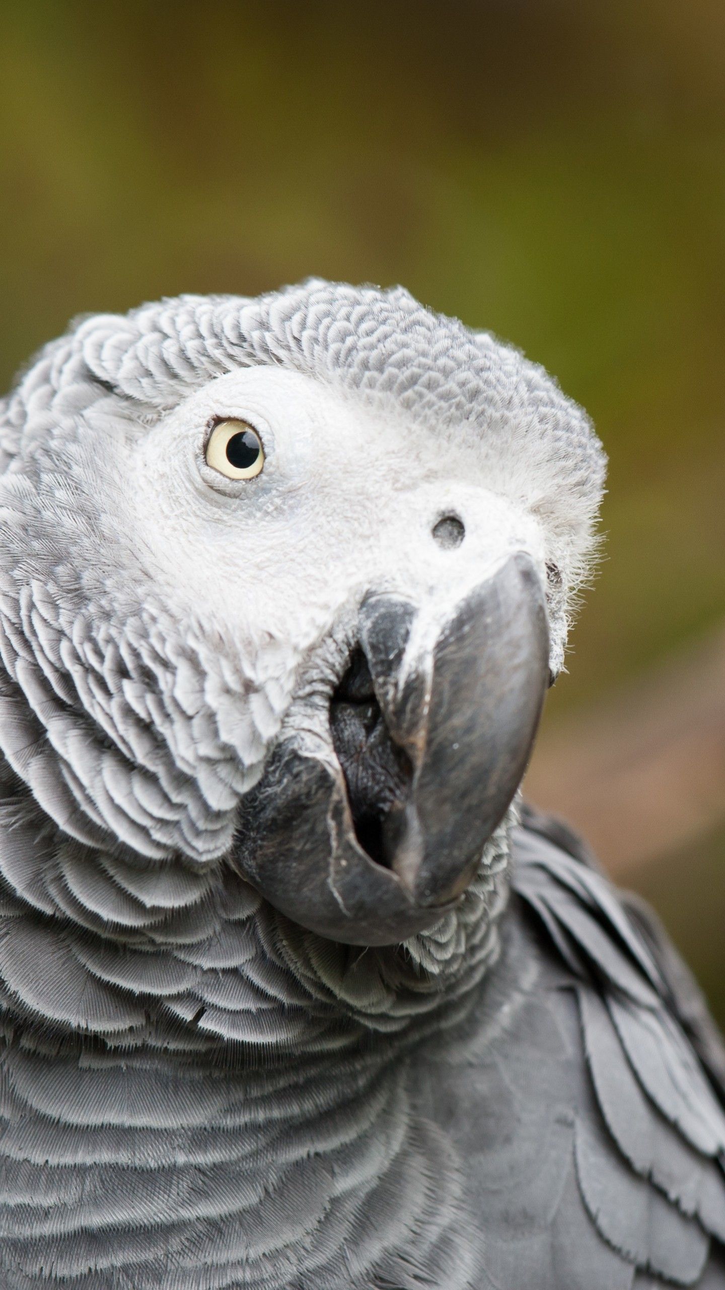 African Grey Parrot Wallpapers Wallpaper Cave
