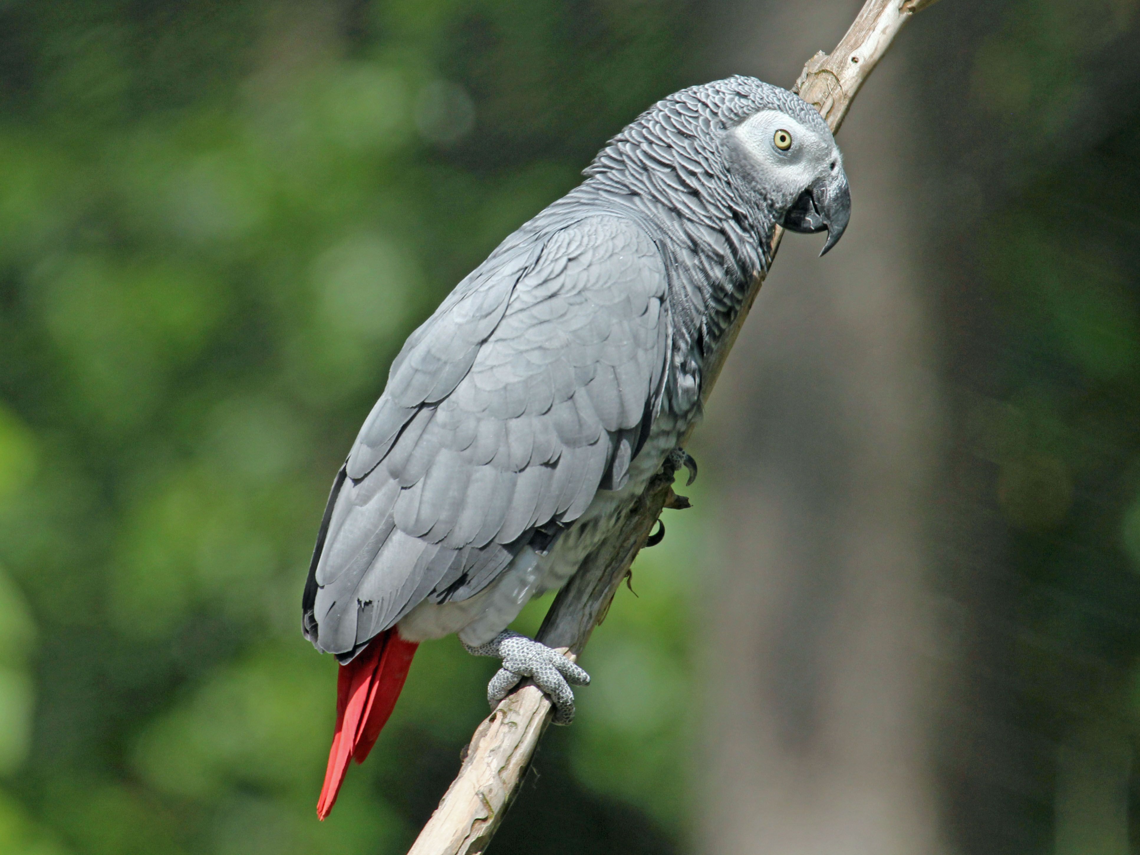 African Grey Parrot