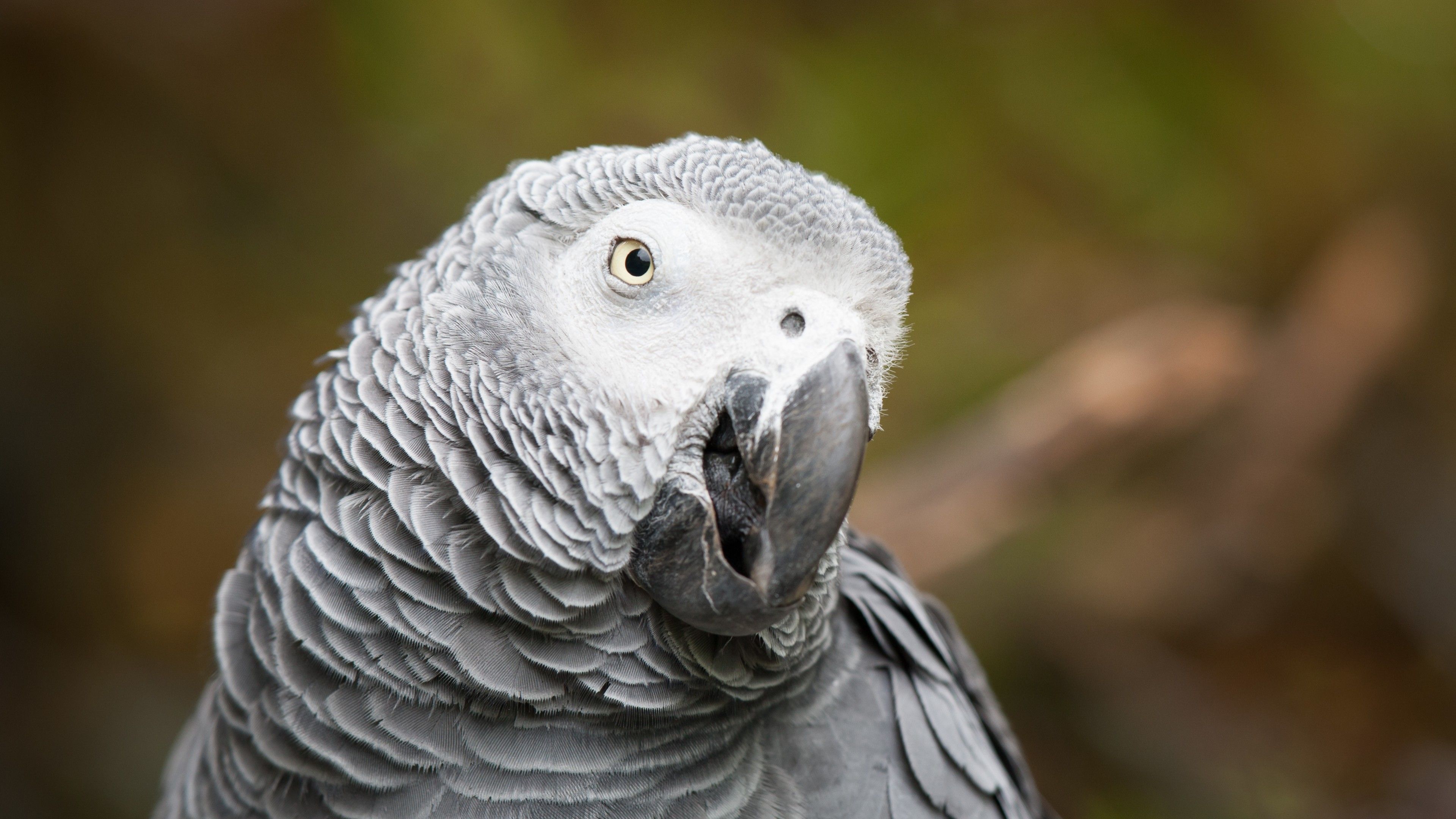 Albino African Grey Parrot  Dinosaurs  Animals Background Wallpapers on  Desktop Nexus Image 2365541