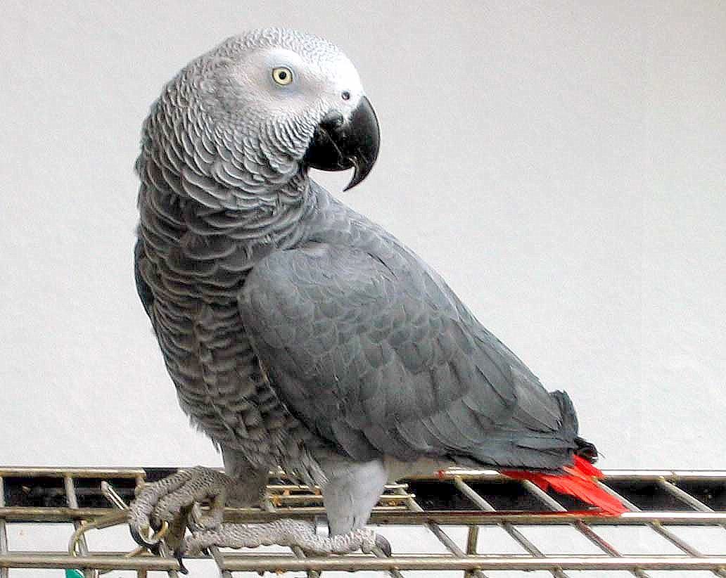 African Grey Parrot Wallpapers Wallpaper Cave
