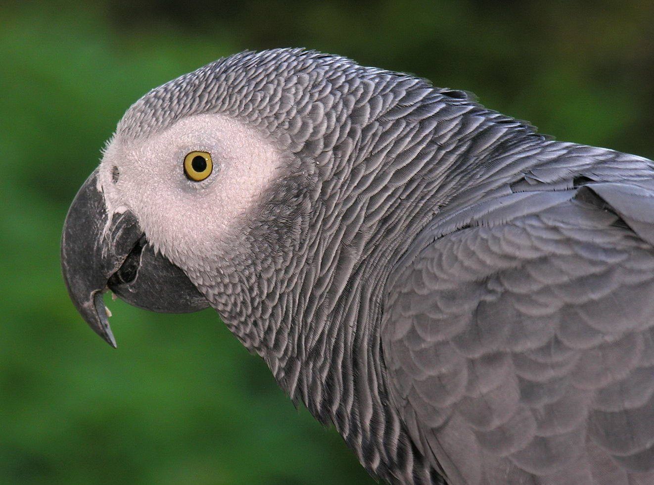 African Grey Parrot Close up