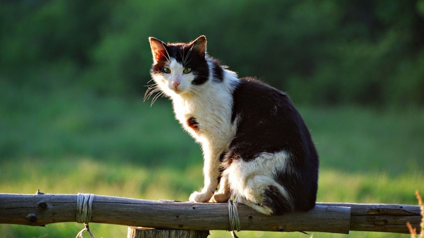 Cat Sitting Fence Summer Village