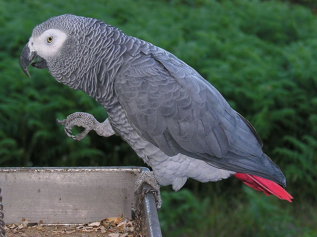 Catastrophic' decline: nearly 99% of African grey parrots wiped