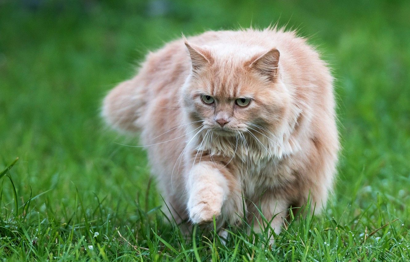 Wallpaper cat, summer, grass, cat, look, pose, paw, fluffy, red