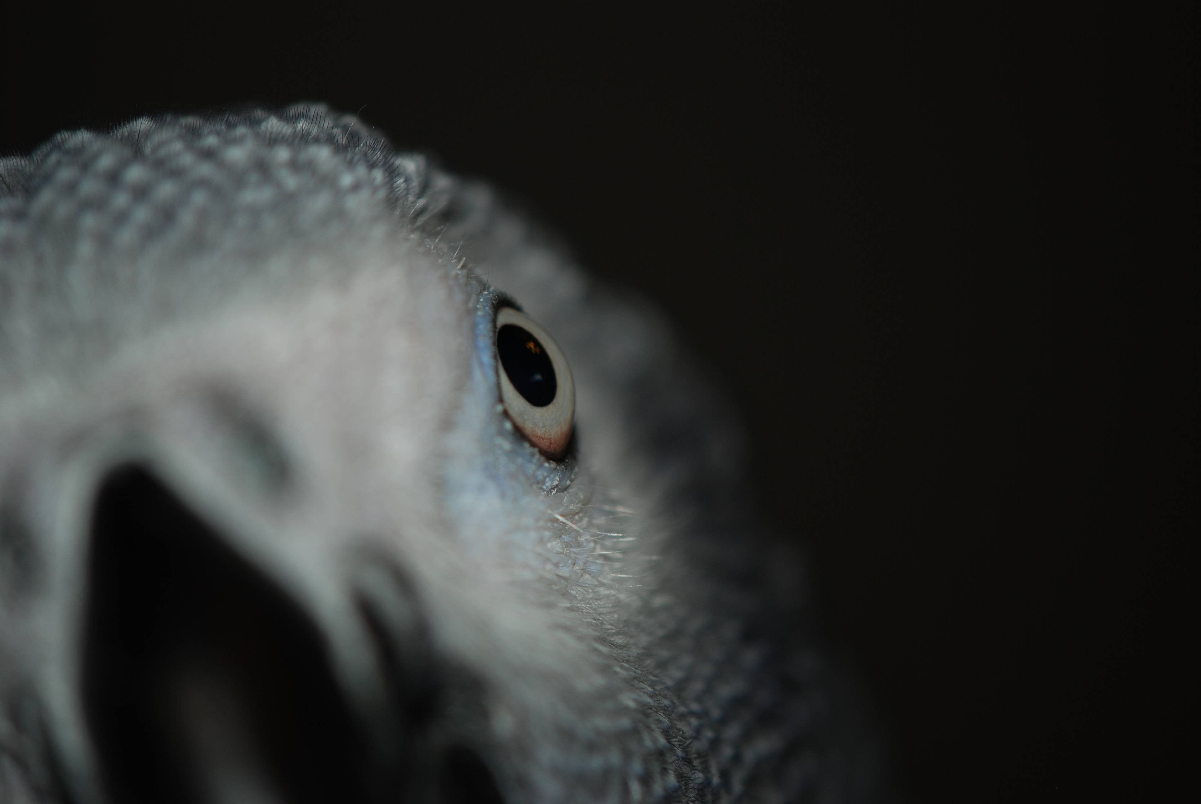 Curious African Grey Parrot (Wallpaper sized)
