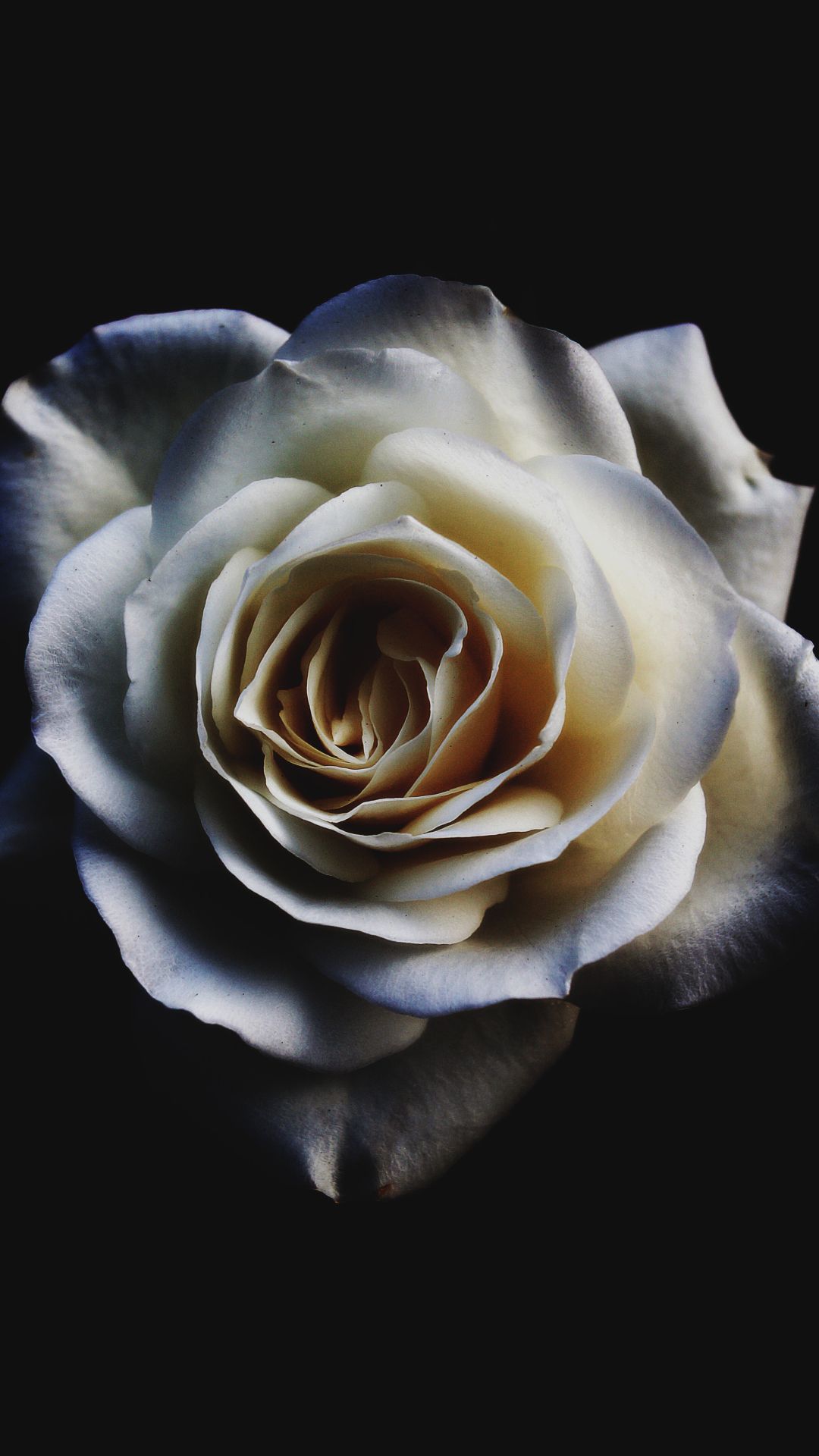 White Rose iPhone Wallpaper
