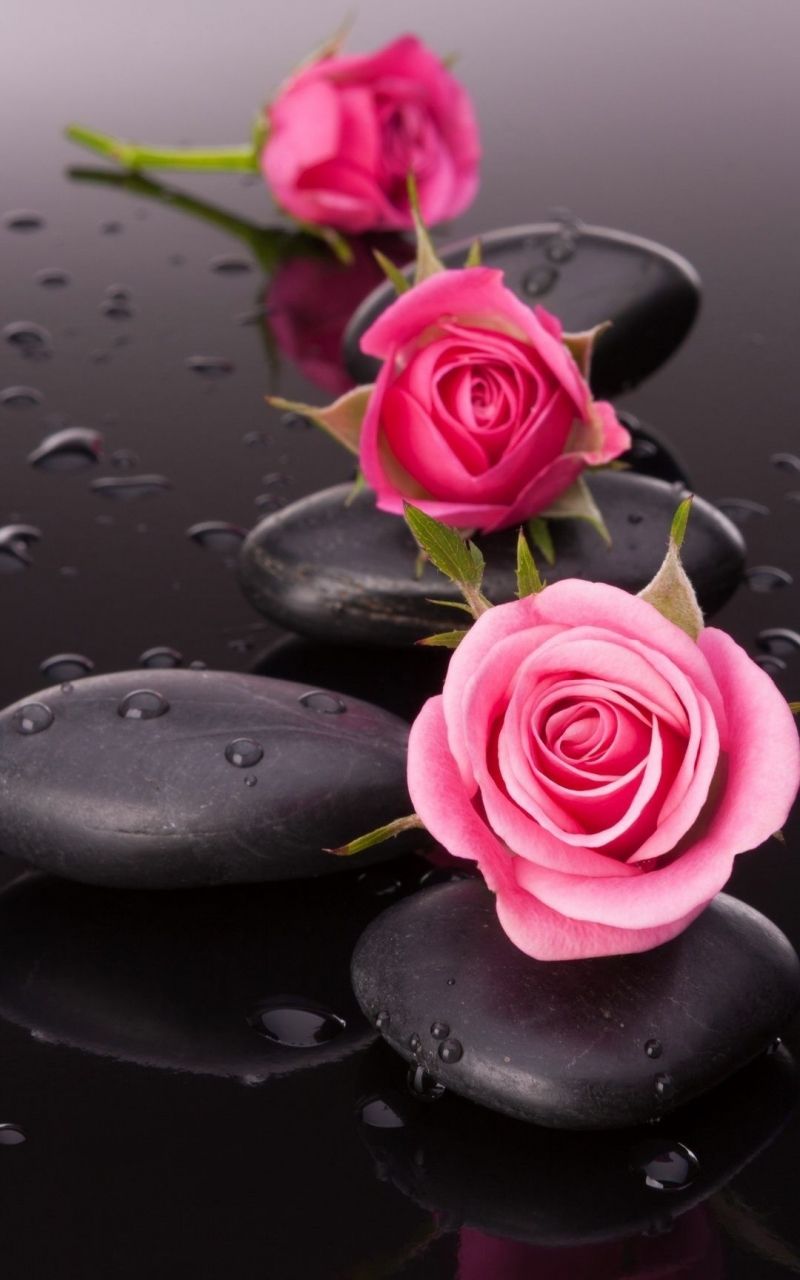 Beautiful Roses Background Stock Photo - Download Image Now - Beauty In  Nature, Black Color, Botany - iStock