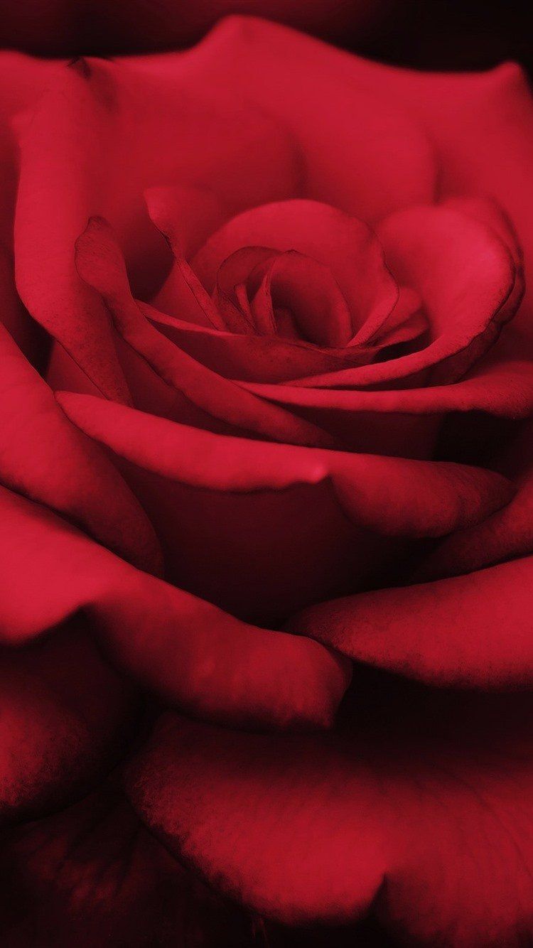iPhone Red Rose Black Background Wallpaper