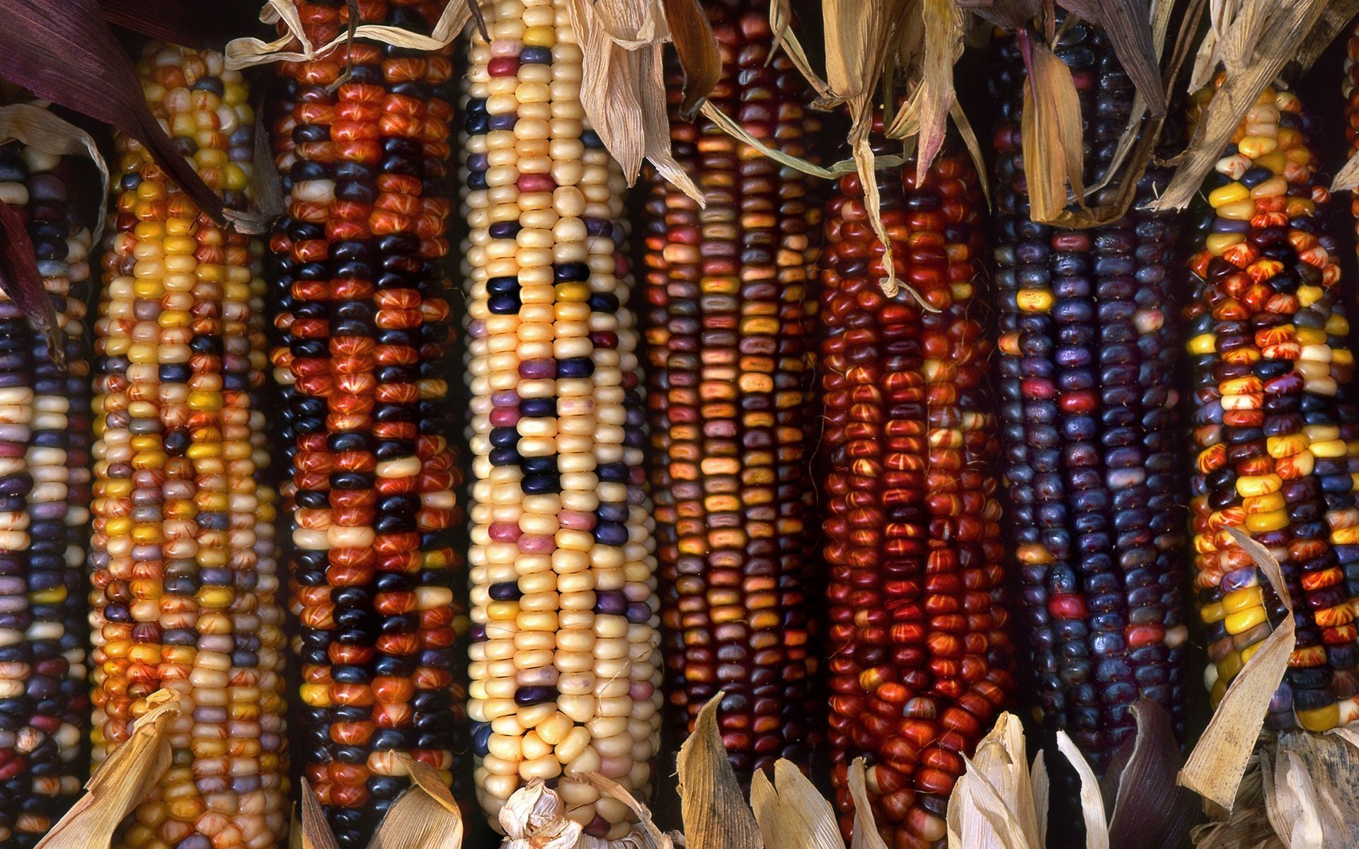 Fall Harvest HD Picture Wallpaper 3815. Rainbow corn, Indian