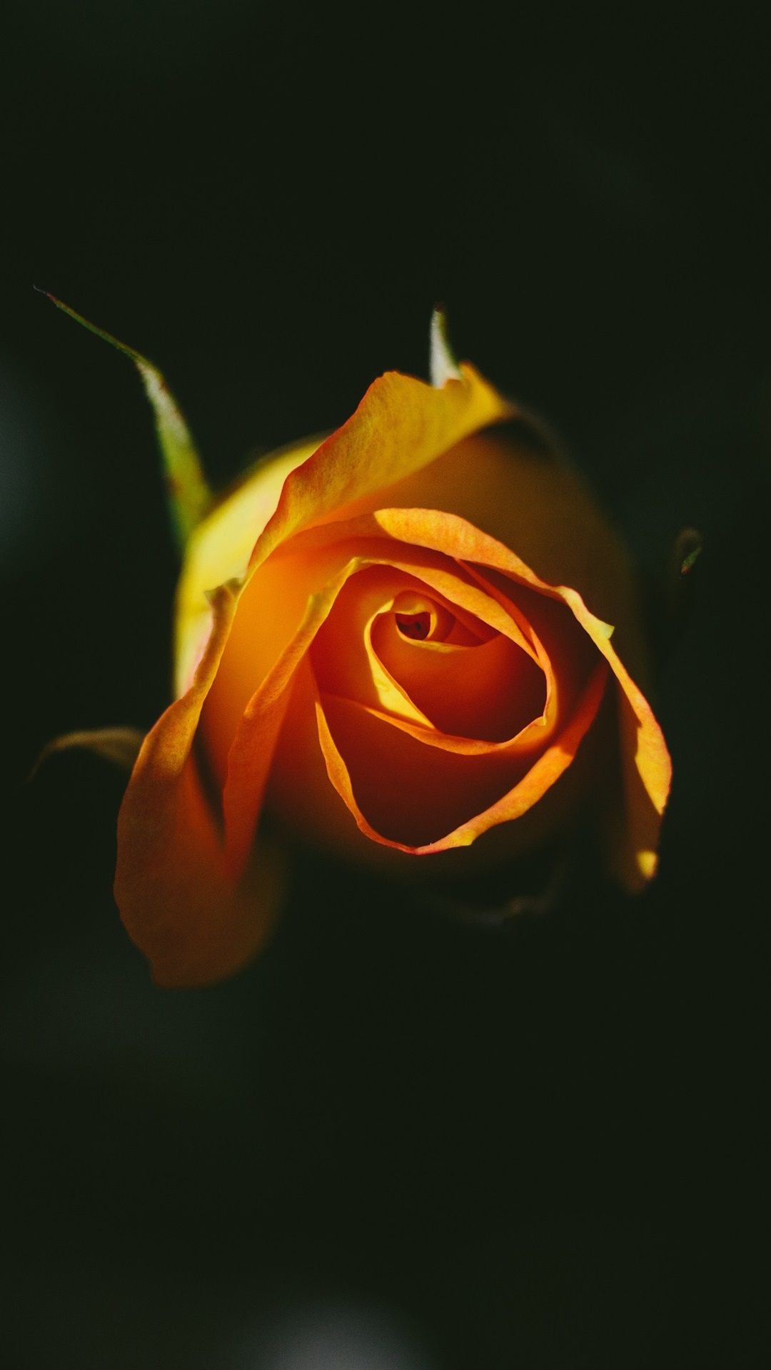 Orange Rose, Black Background 1080x1920 IPhone 8 7 6 6S Plus