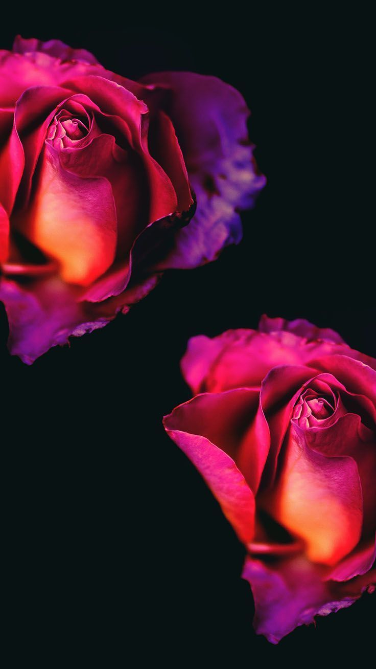 iPhone wallpaper, 29 Romantic Roses iPhone X Wallpaper