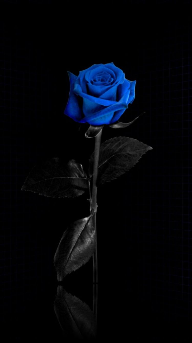Blue Rose iPhone 7 Wallpaper [750x1334]