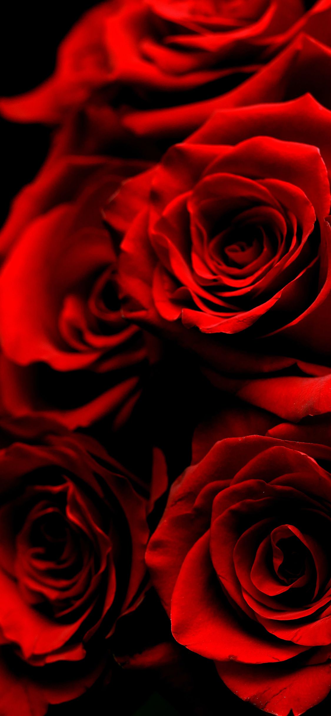 Beautiful Rose iPhone Wallpaper (HD Quality)