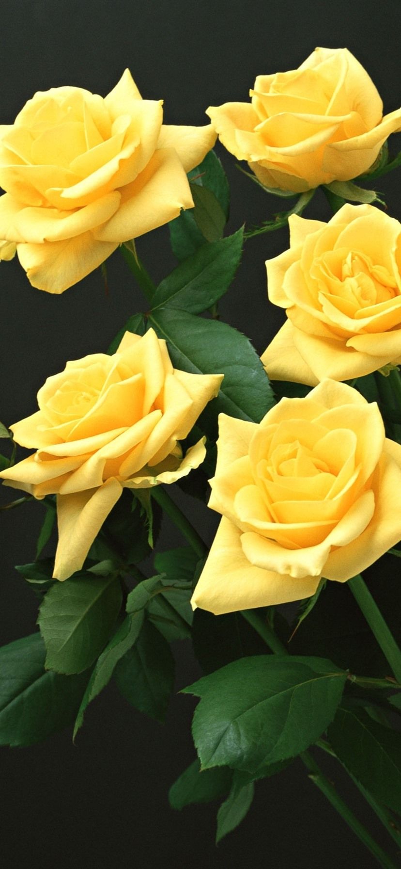Some Yellow Roses, Black Background 1080x1920 IPhone 8 7 6 6S Plus