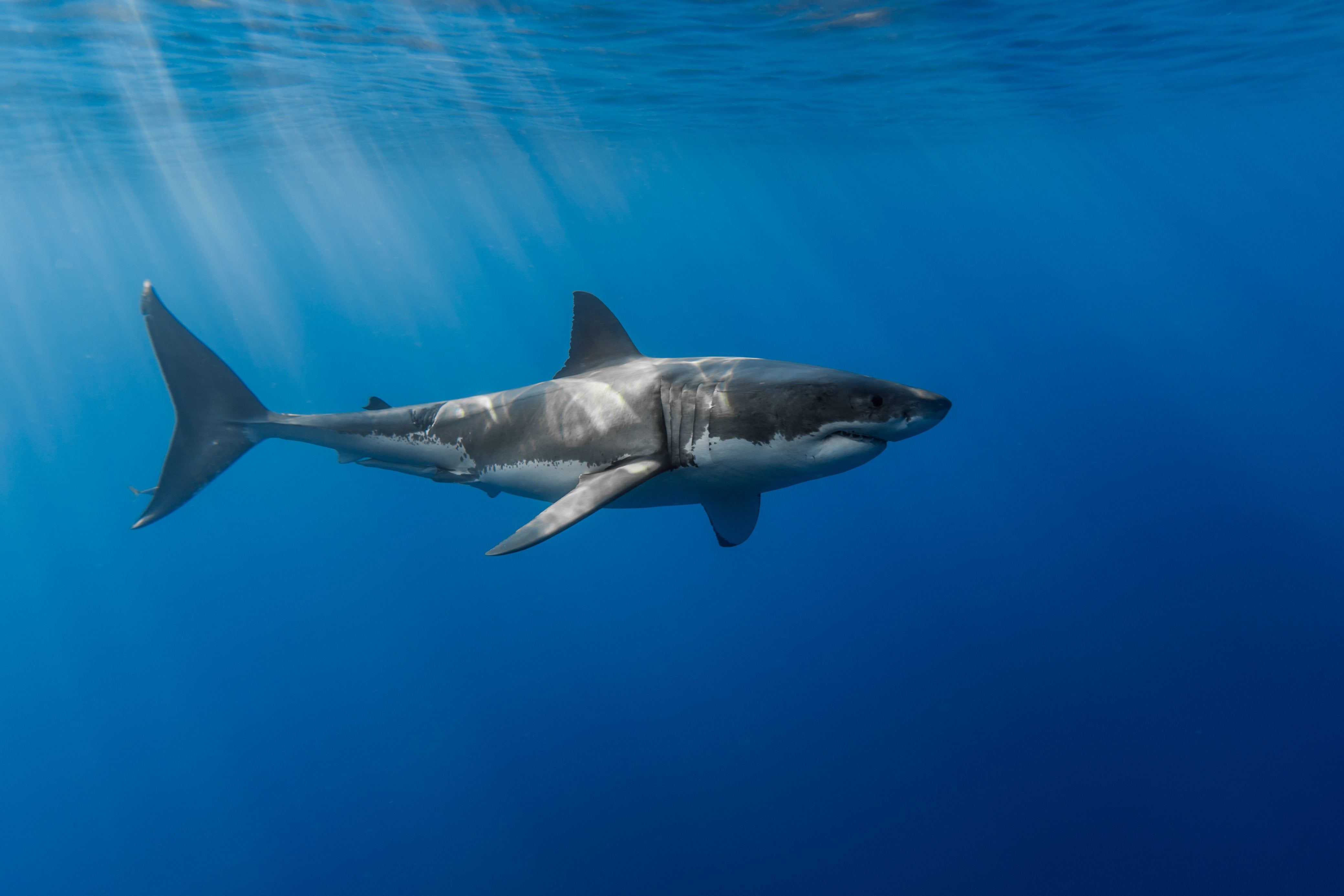 great white shark wallpaper hd