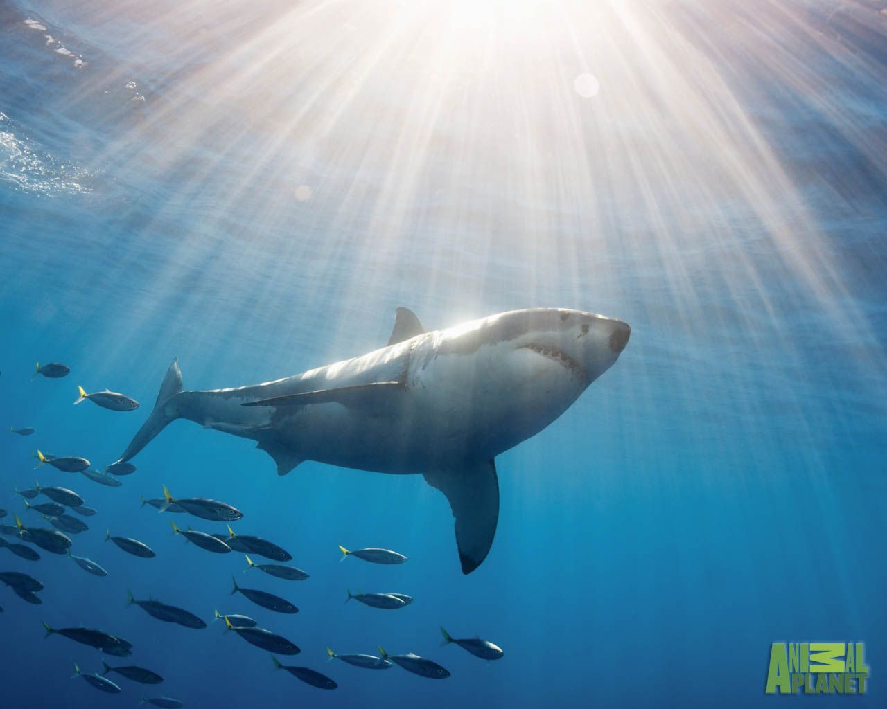 Free download Great White Shark Wallpaper Great White Shark