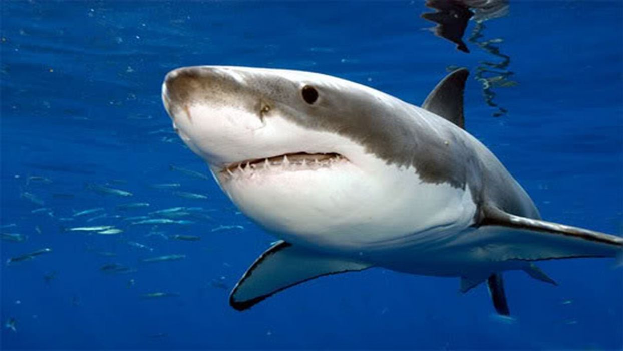 GREAT WHITE SHARK wallpaperx1080