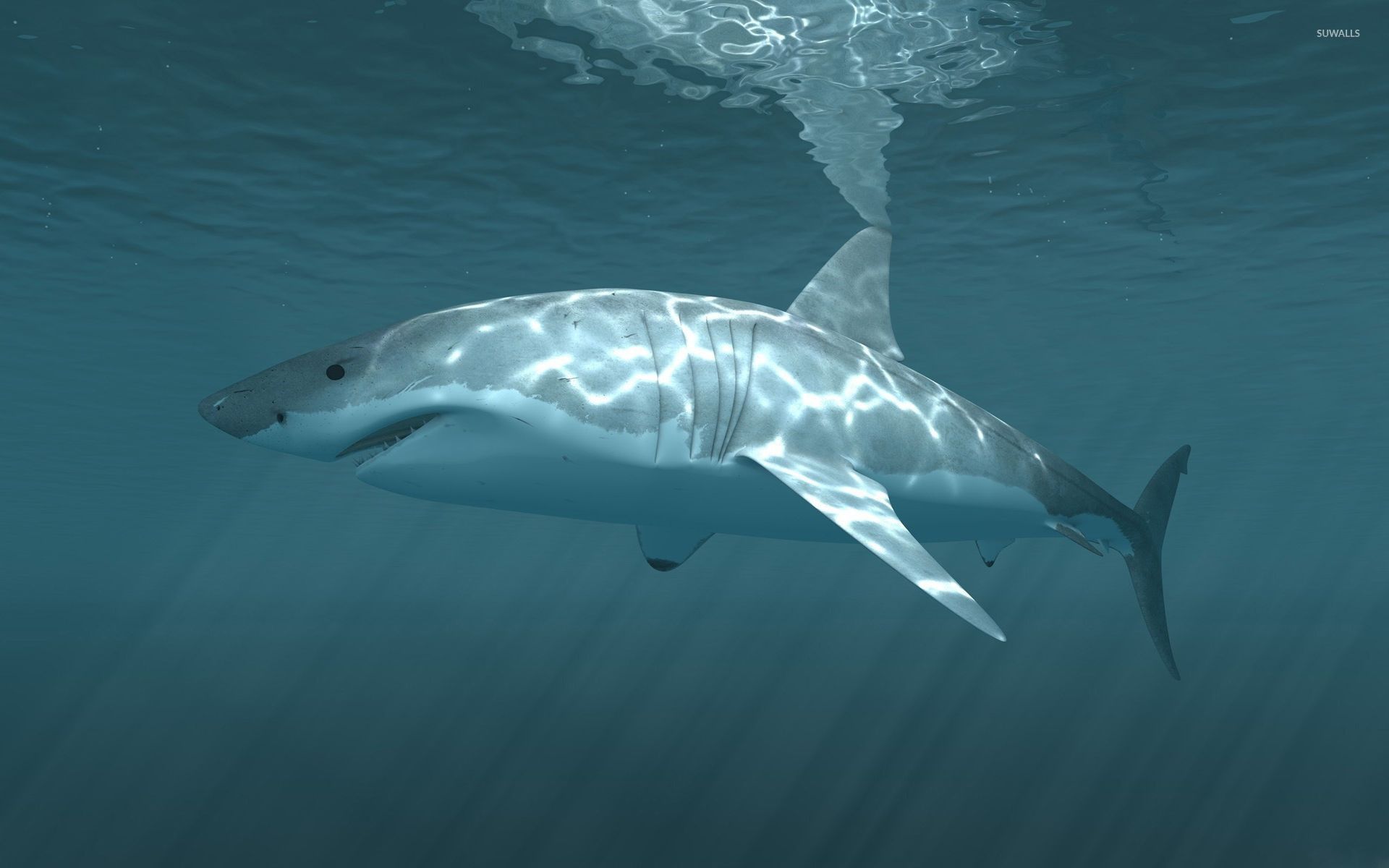 Great white shark swimming at the surface wallpaper