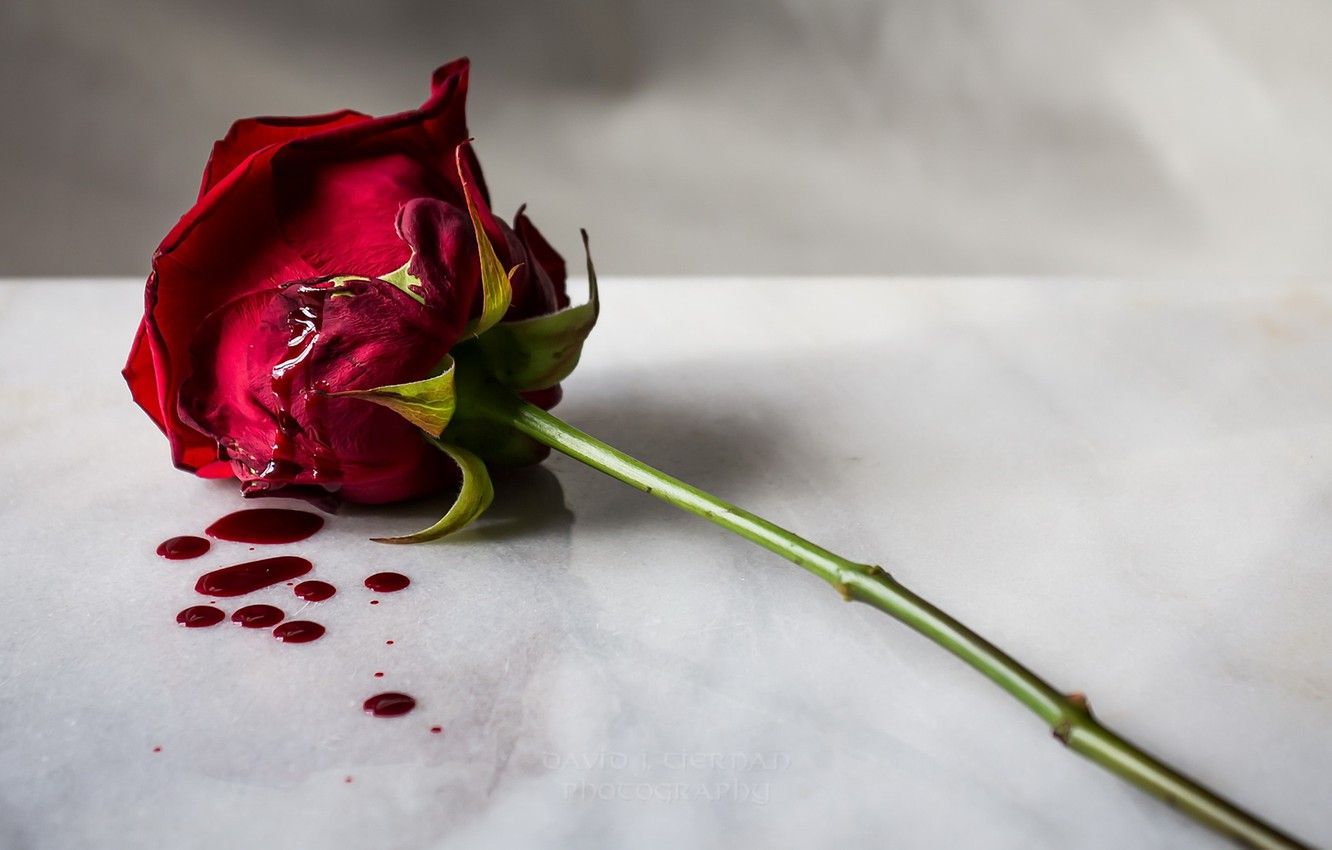 Wallpaper flower, blood, rose image for desktop, section цветы