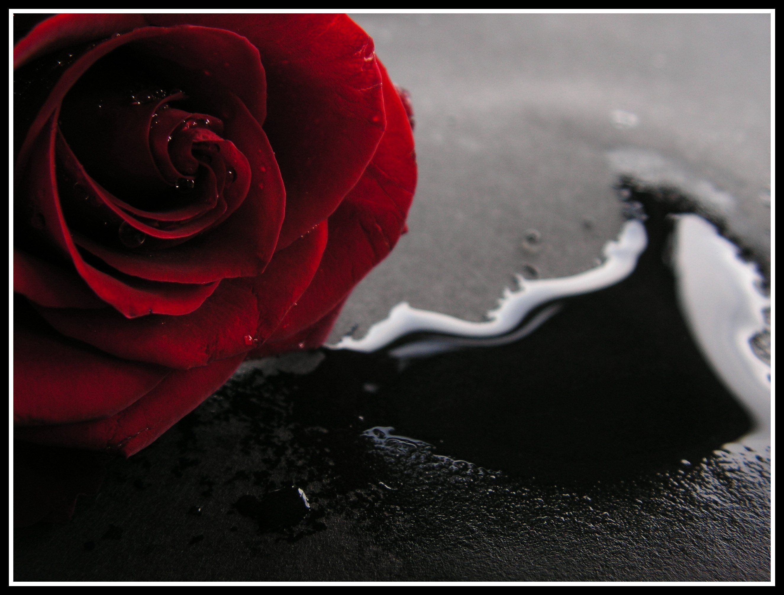 Bloody Red Rose Wallpaper