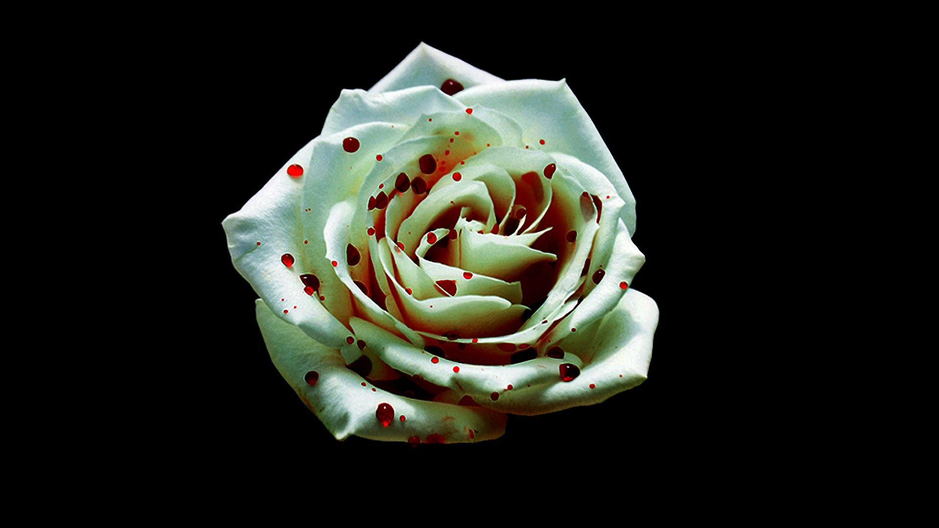 Free download Bloody White Rose Wallpaper Whiterosesby 1920x1080