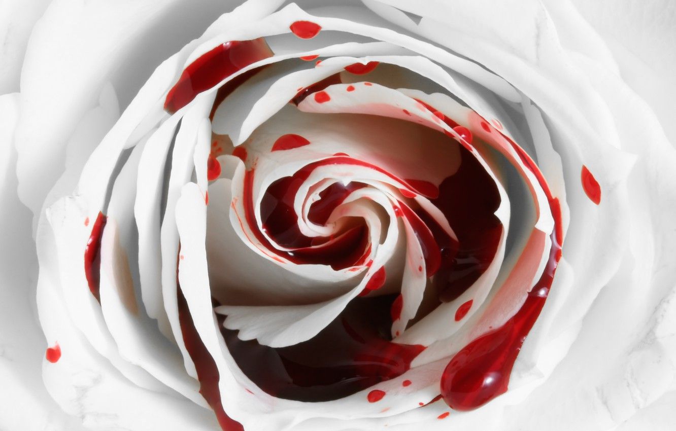 Wallpaper flower, blood, rose, Rose, bleeding image for desktop