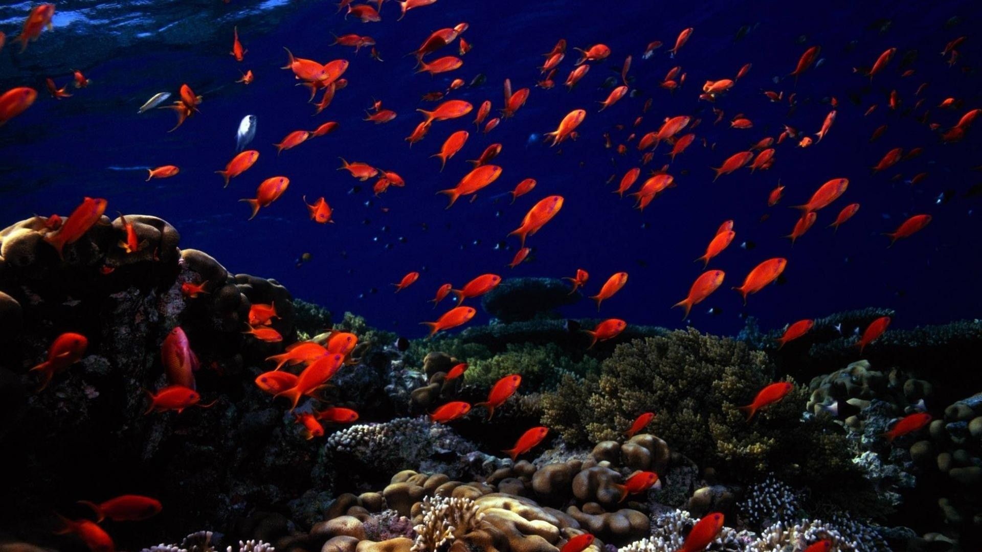 Under Water Wallpaper, Red Fish Underwater Image