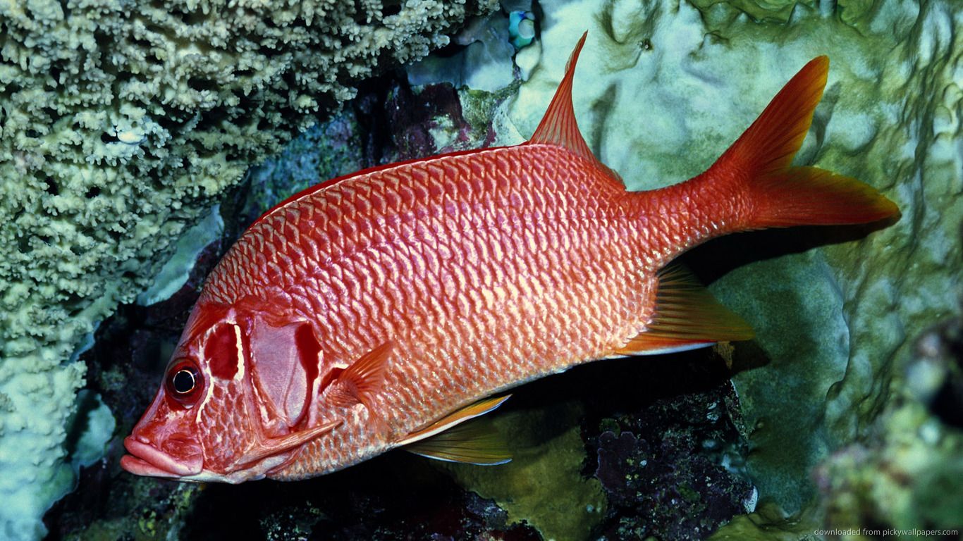 Red Fish Wallpaper