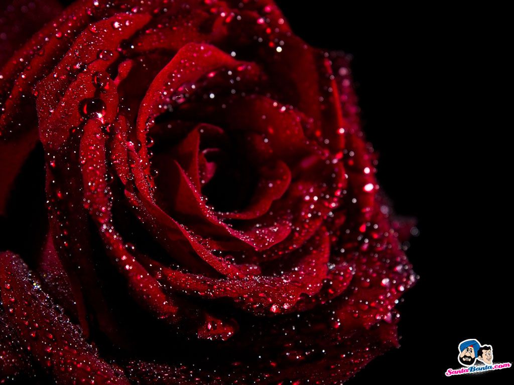 Dark Red Rose Wallpaper