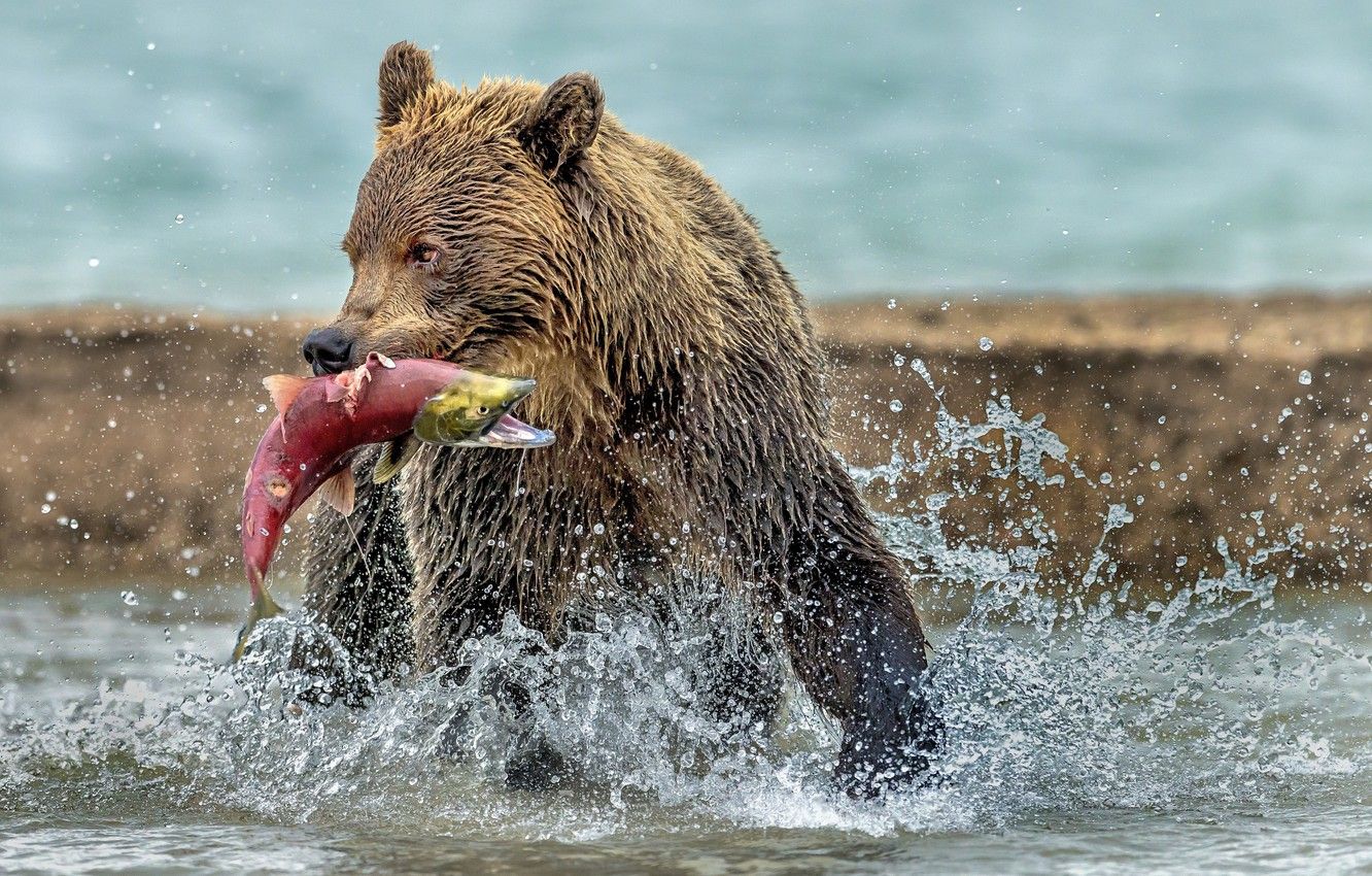 Wallpaper water, wet, bear, bear, mining, catch, red fish image
