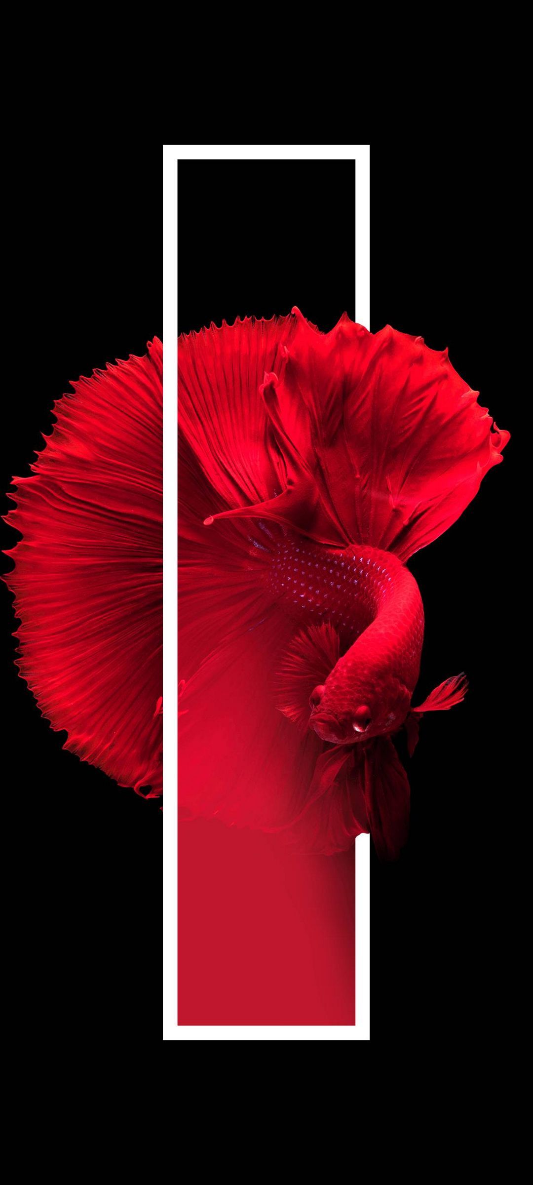 Red Fish Black Background Minimal - [1080x2400]