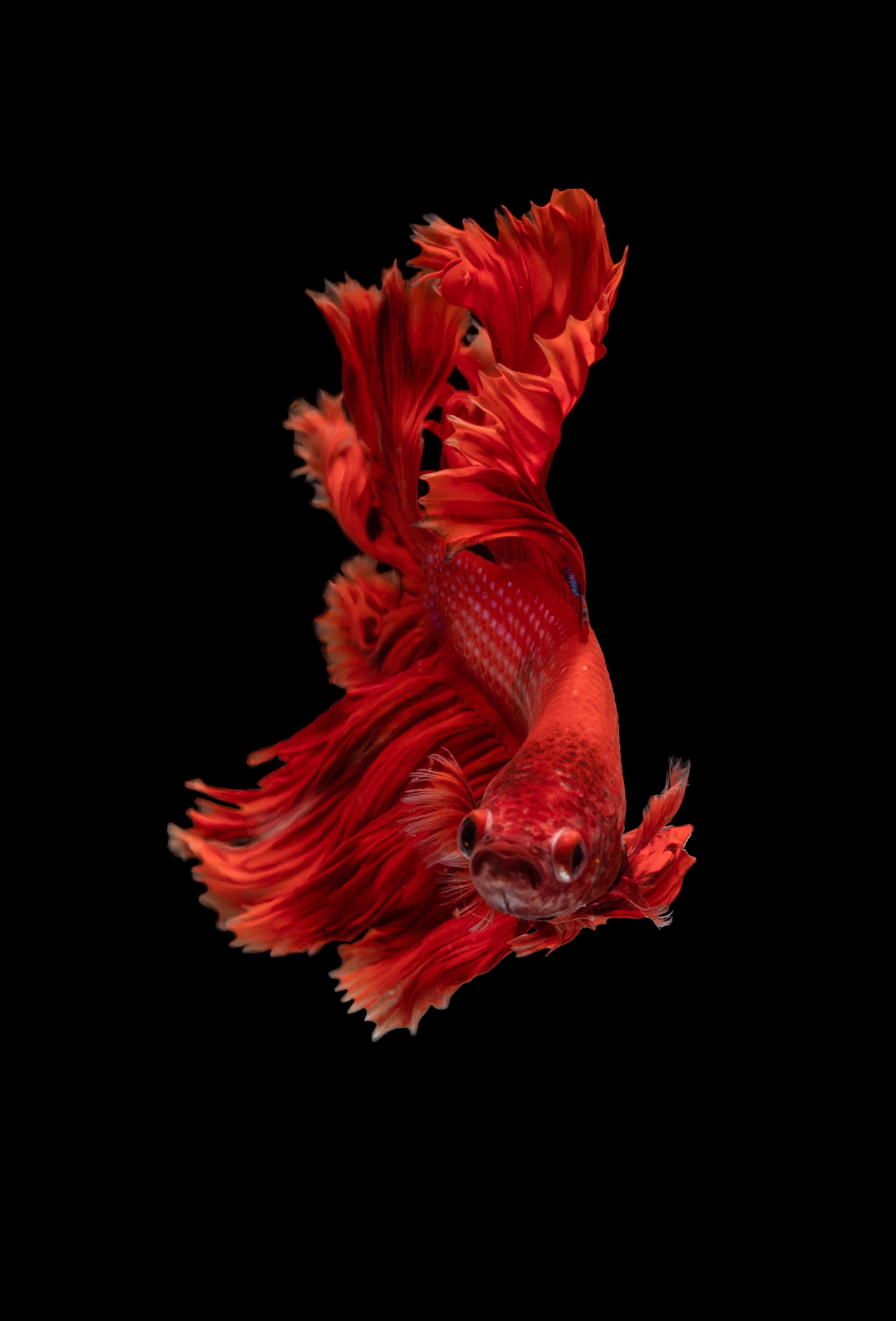 Red Fish iPhone X Wallpaper by Kyaw Tun!
