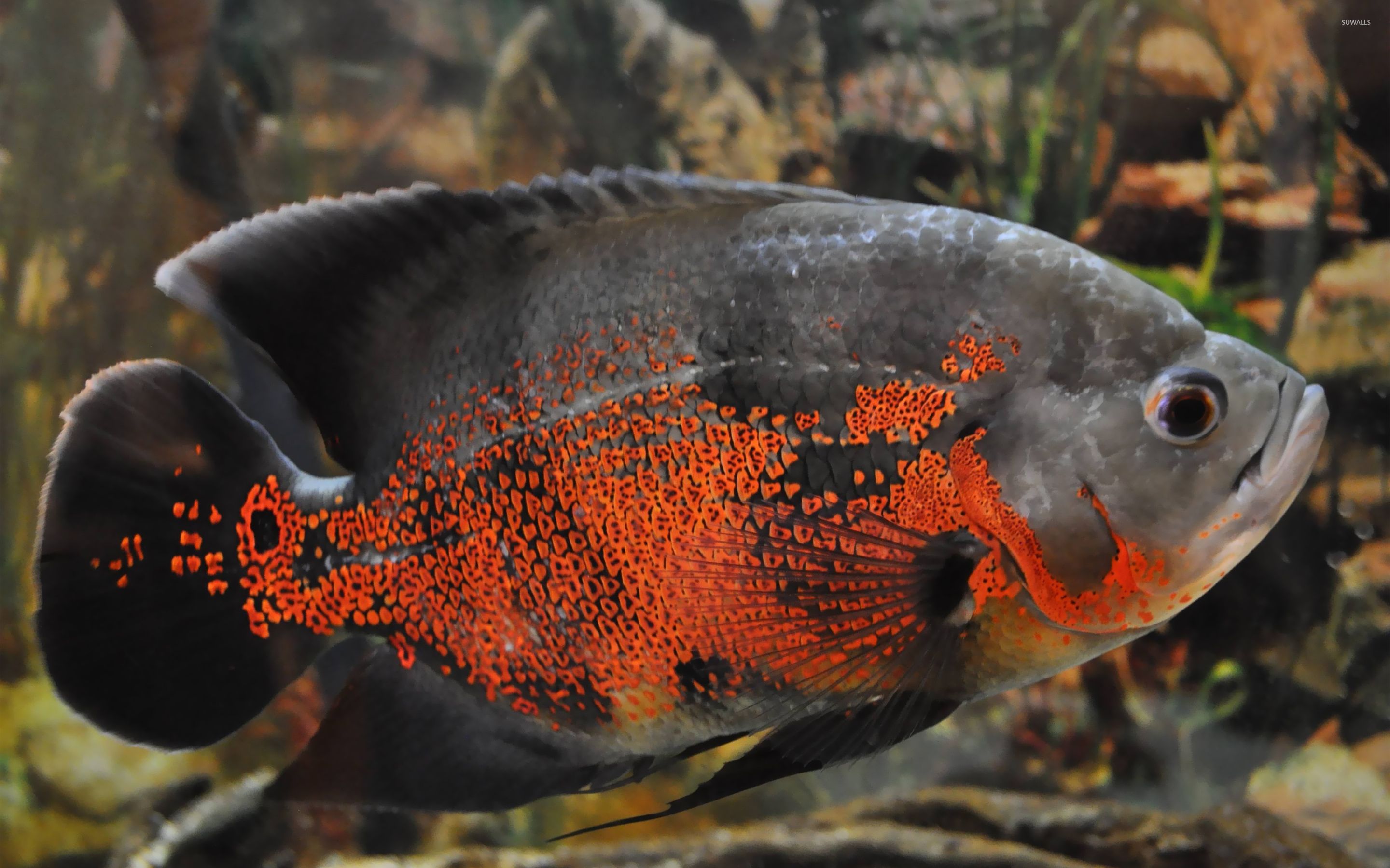 oscar fish size